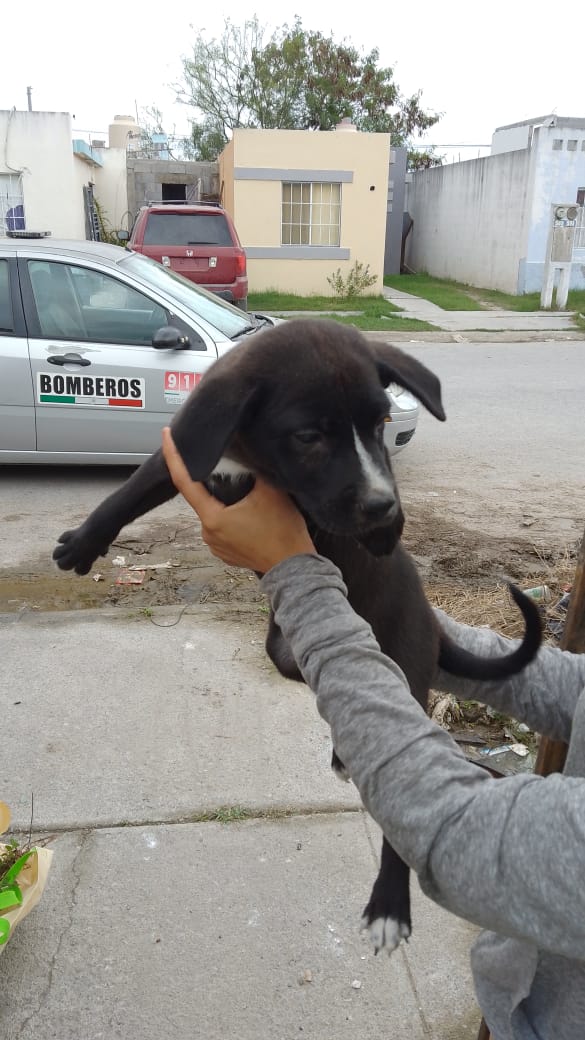 Protección Civil y Bomberos rescatan a perrito atorado en el Fraccionamiento Las Brisas